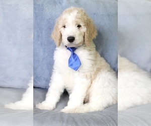 Goldendoodle Puppy for sale in CHERRY CREEK, NY, USA