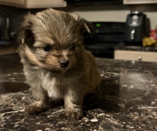 Medium Photo #2 Shiranian Puppy For Sale in CINCINNATI, OH, USA