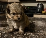 Puppy 3 Shiranian