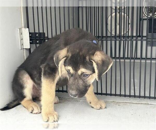 Medium Photo #1 German Shepherd Dog Puppy For Sale in Houston, TX, USA