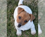 Small Photo #17 Jack Russell Terrier Puppy For Sale in APPLE GROVE, WV, USA