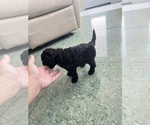 Small Photo #36 Cavapoo-Poodle (Toy) Mix Puppy For Sale in PENSACOLA, FL, USA