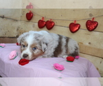 Small Photo #4 Australian Shepherd Puppy For Sale in MARION, IN, USA