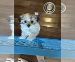 Small Photo #20 Mal-Shi Puppy For Sale in ROGERS, MN, USA