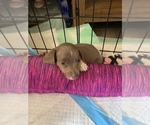 Small Photo #2 Dachshund Puppy For Sale in HONDO, TX, USA