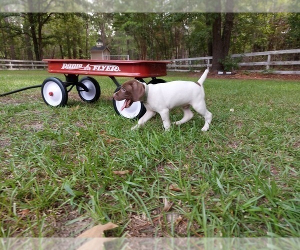 Medium Photo #6 German Shorthaired Pointer Puppy For Sale in QUITMAN, TX, USA
