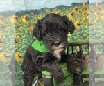 Small #1 YorkiePoo