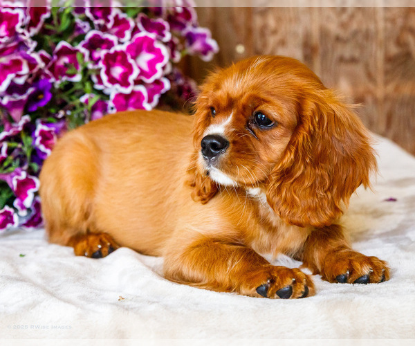 Medium Photo #6 Cavalier King Charles Spaniel Puppy For Sale in WAKARUSA, IN, USA