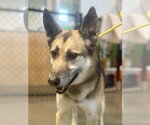 Small #2 German Shepherd Dog Mix
