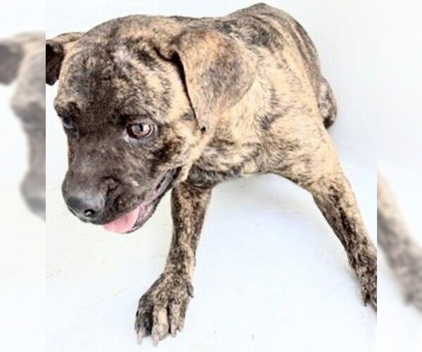 Medium Photo #1 Plott Hound Puppy For Sale in Houston, TX, USA