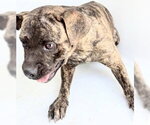 Small Plott Hound