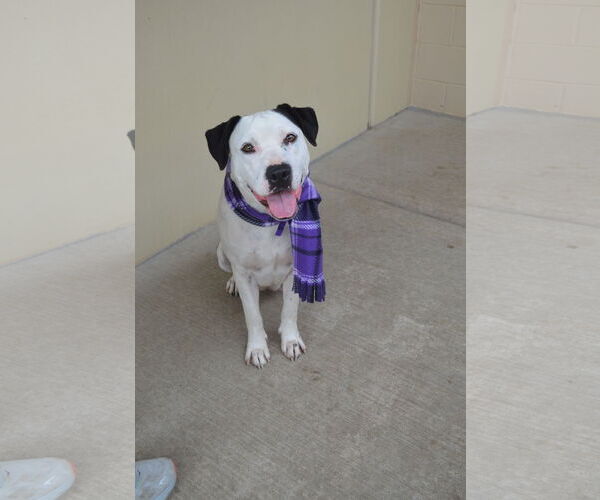 Medium Photo #1 American Pit Bull Terrier-Unknown Mix Puppy For Sale in McKinney, TX, USA