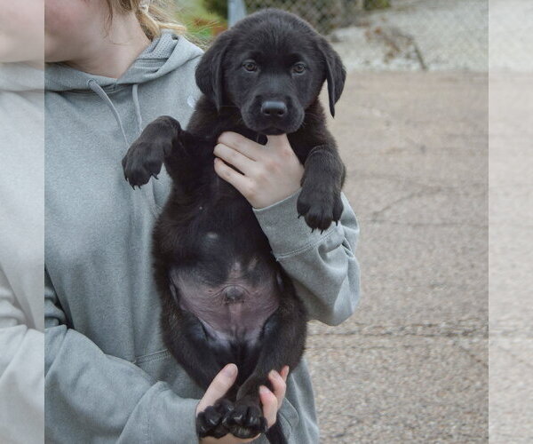 Medium Photo #3 Mutt Puppy For Sale in Huntley, IL, USA
