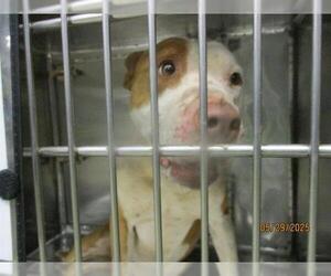 American Pit Bull Terrier-Unknown Mix Dogs for adoption in Oklahoma City, OK, USA