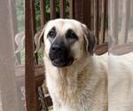 Small Anatolian Shepherd