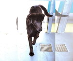 Small #6 Labrador Retriever Mix