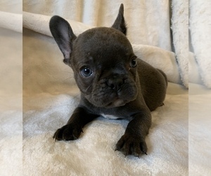 French Bulldog Puppy for sale in JOHNS ISLAND, SC, USA