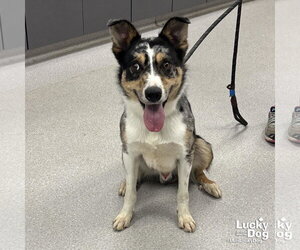 Australian Shepherd-Unknown Mix Dogs for adoption in Washington, DC, USA