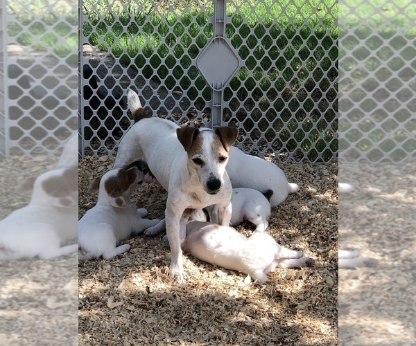 Medium Photo #4 Jack Russell Terrier Puppy For Sale in MABLETON, GA, USA
