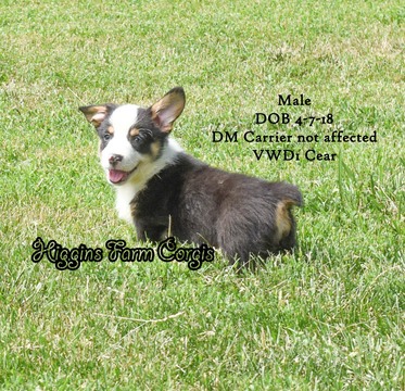 Medium Photo #1 Pembroke Welsh Corgi Puppy For Sale in KIRKSVILLE, MO, USA