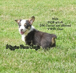 Pembroke Welsh Corgi Puppy for sale in KIRKSVILLE, MO, USA