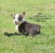 Small Photo #1 Pembroke Welsh Corgi Puppy For Sale in KIRKSVILLE, MO, USA