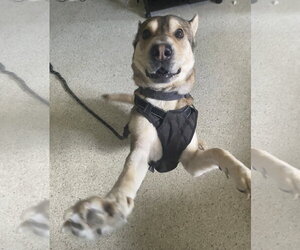 Chow Chow-Siberian Husky Mix Dogs for adoption in Miami, FL, USA