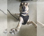 Roo - Male Chow Chow-Siberian Husky Mix Dog for Adoption - Small photo