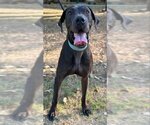 Small Photo #4 Great Dane Puppy For Sale in PIPE CREEK, TX, USA