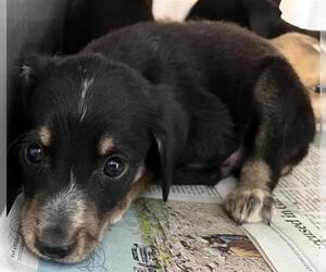 Mutt Dogs for adoption in San Antonio, TX, USA