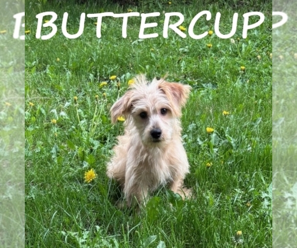 Medium Photo #2 YorkiePoo Puppy For Sale in HARTLAND, MN, USA