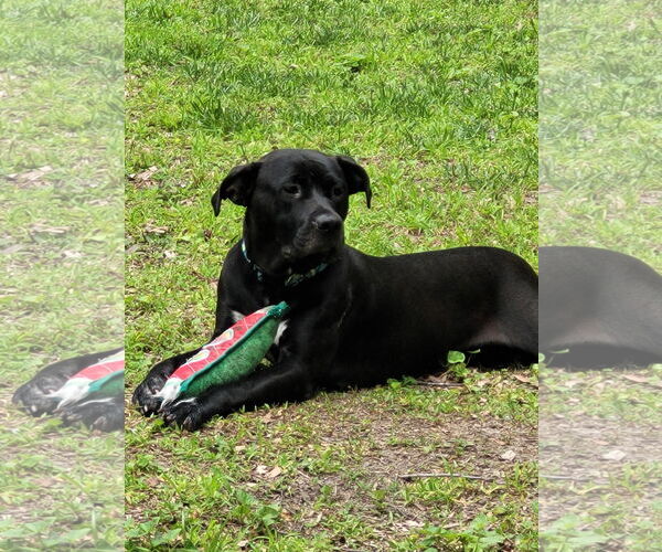 Medium Photo #3 Mutt Puppy For Sale in Virginia Beach, VA, USA