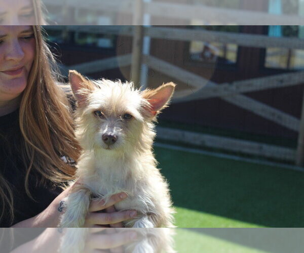 Medium Photo #4 Mutt Puppy For Sale in Chestertown, MD, USA
