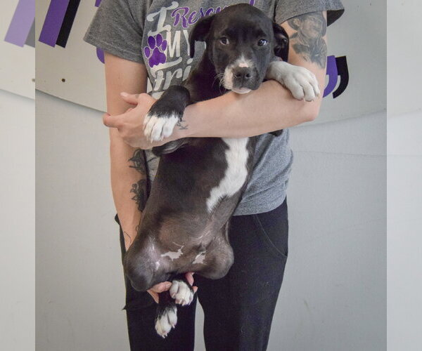 Medium Photo #5 American Staffordshire Terrier-Labrador Retriever Mix Puppy For Sale in Huntley, IL, USA