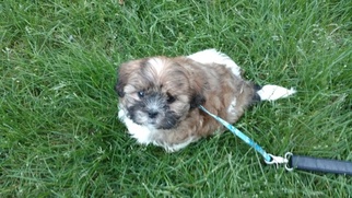 Shih Tzu Puppy for sale in WELLESLEY, MA, USA