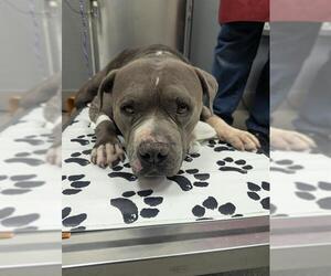 Mutt Dogs for adoption in Las Vegas, NV, USA