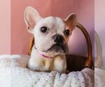 Small Photo #3 French Bulldog Puppy For Sale in Claremore, OK, USA