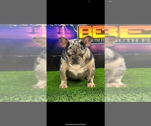 Mother of the French Bulldog puppies born on 03/25/2025
