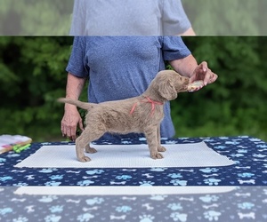 Weimaraner Puppy for Sale in EVART, Michigan USA