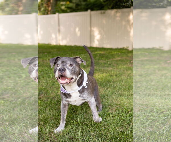 Medium Photo #17 Staffordshire Bull Terrier-Unknown Mix Puppy For Sale in Crete, IL, USA