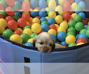 Cocker Spaniel Puppy for sale in CADDO, OK, USA