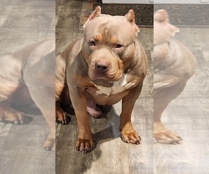 Father of the American Bully puppies born on 12/09/2023