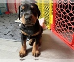 Small #9 Doberman Pinscher