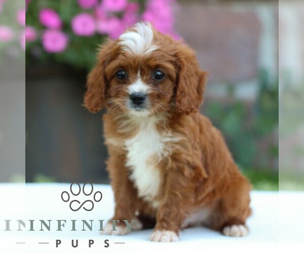 Medium Photo #4 Cavapoo Puppy For Sale in REINHOLDS, PA, USA