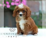 Small #3 Cavapoo