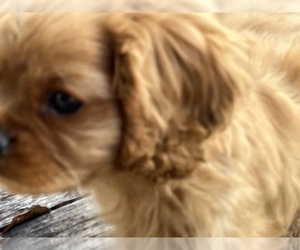 Cavalier King Charles Spaniel Puppy for sale in denham springs, LA, USA