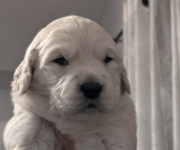 Medium Photo #1 Golden Retriever Puppy For Sale in MODESTO, CA, USA