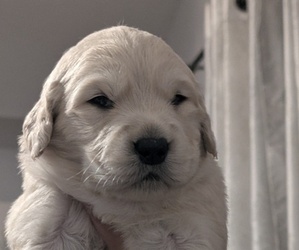 Medium Golden Retriever