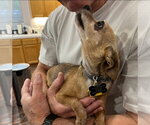 Small #1 Chihuahua Mix