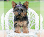 Small Photo #44 Yorkshire Terrier Puppy For Sale in WARSAW, IN, USA
